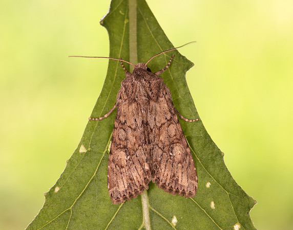 73.157 BF2333 Large Nutmeg Apamea anceps