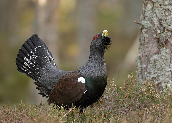 Capercaillie Tetrao urogallus