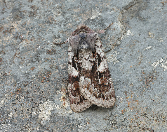 73.363 BF2125 Northern Dart Xestia alpicola