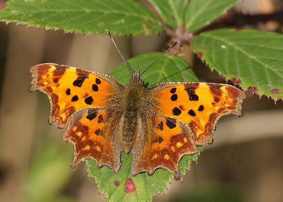 Comma Polygonia c-album