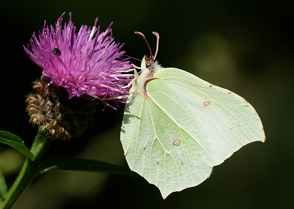 Brimstone Gonepteryx rhamni