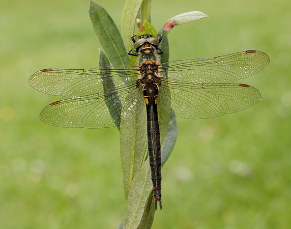 Northern Emerald Somatochlora arctica