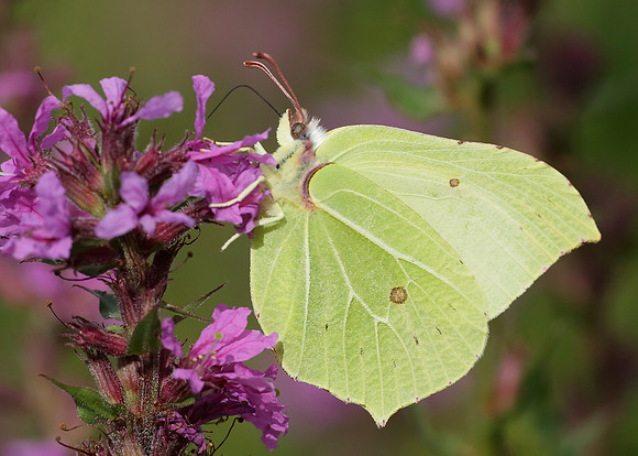 Brimstone Gonepteryx rhamni