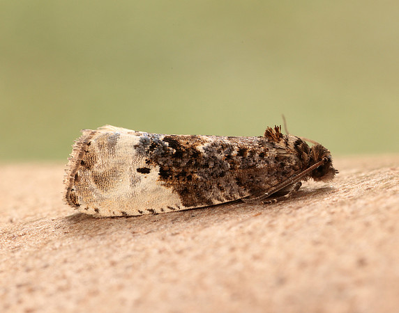 49.156 BF1083 Marbled Orchard Tortrix Hedya nubiferana