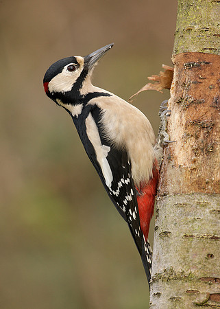 Great Spotted Woodpecker Dendrocopus major