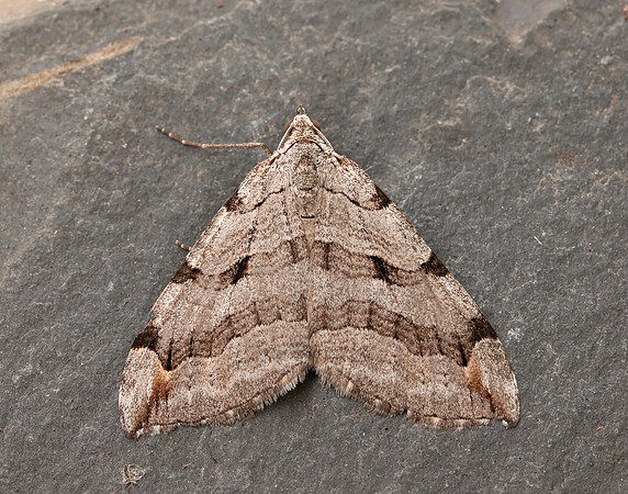 70.192 BF1867 Treble-bar Aplocera plagiata