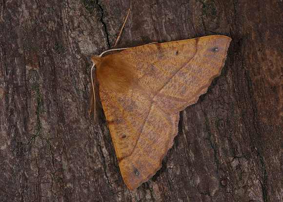 70.244 BF1923 Feathered Thorn Colotois pennaria