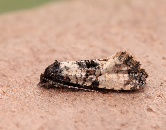 49.139 BF966 Cochylis atricapitana