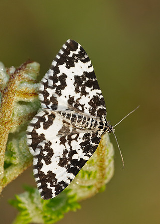 70.120 BF1787 Argent & Sable Rheumaptera hastata hastata
