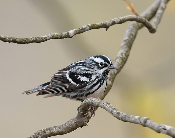 Black & White Warbler Mniotilta varia
