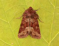 73.176 BF2340 Middle-barred Minor Oligia fasciuncula