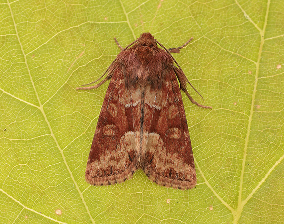 73.176 BF2340 Middle-barred Minor Oligia fasciuncula