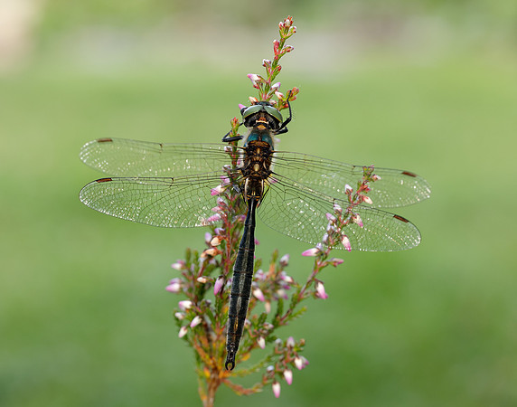 Northern Emerald Somatochlora arctica