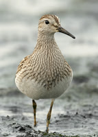 Pectoral Sandpiper Pugneys Oct 2011