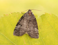 65.013 BF1657 Common Lutestring Ochropacha duplaris