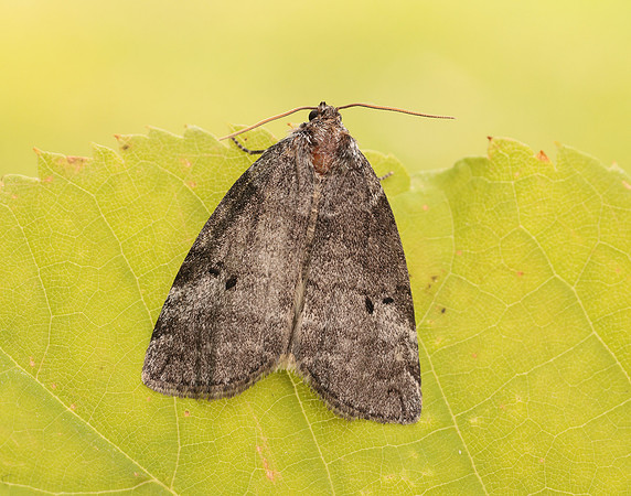 65.013 BF1657 Common Lutestring Ochropacha duplaris