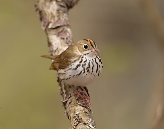 Ovenbird Seiurus aurocapilla