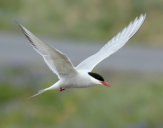 Arctic Tern Sterna paradisaea