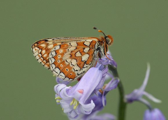 Marsh Fritillary Euphydryas aurinia