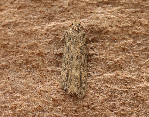 35.115 BF815 Scrobipalpa nitentella