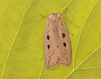 73.100 BF2391 Silky Wainscot Chilodes maritima