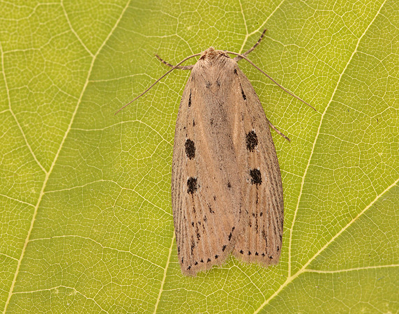 73.100 BF2391 Silky Wainscot Chilodes maritima