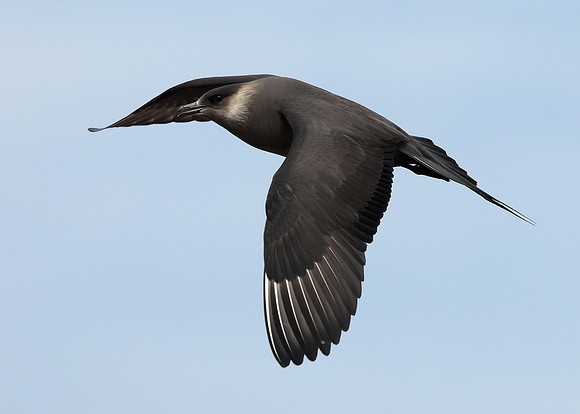 Arctic Skua Stercorarius parasiticus