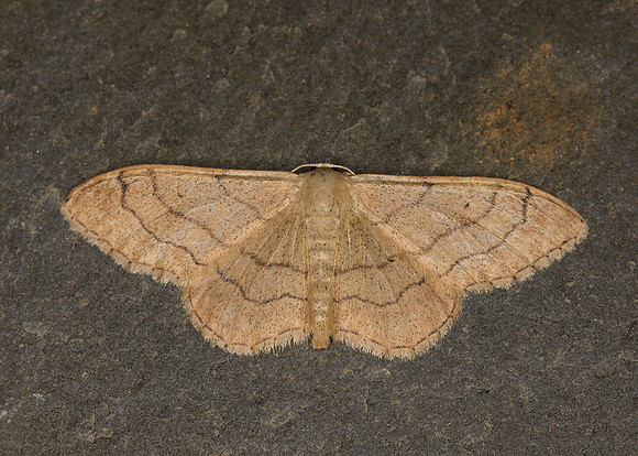 70.016 BF1713 Riband Wave Idaea aversata