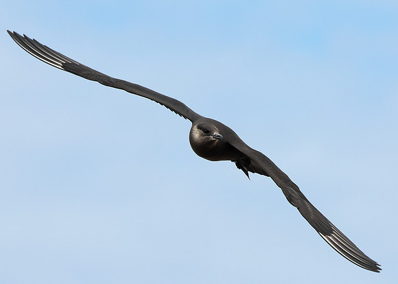 Arctic Skua Stercorarius parasiticus