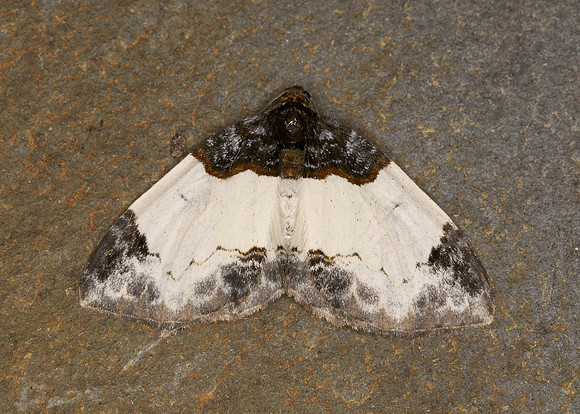 70.068 BF1748 Beautiful Carpet Mesoleaca albicillata