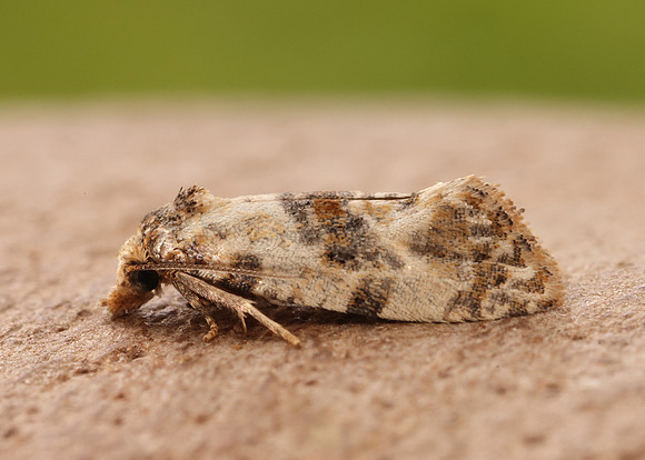 49.138 BF964a Neocochylis molliculana