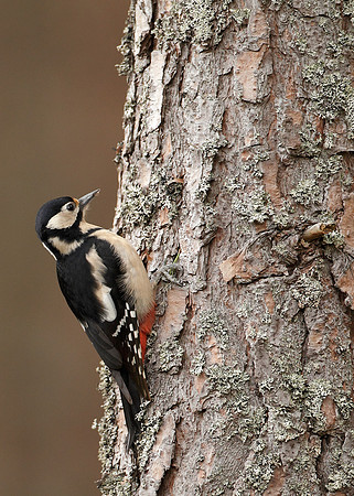 Great Spotted Woodpecker Dendrocopus major