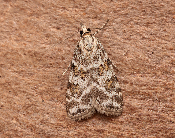 63.066 BF1333 Scoparia pyralella