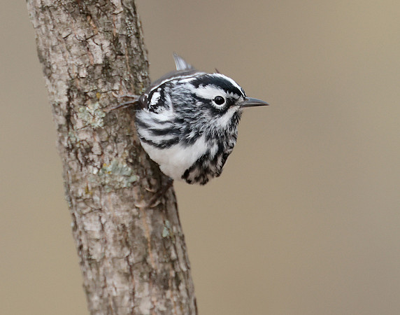 Black & White Warbler Mniotilta varia