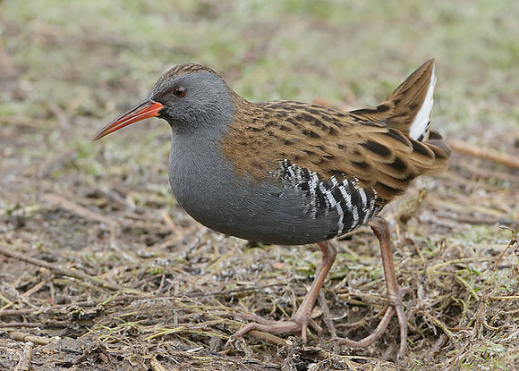 Water Rail Rallus aquaticus