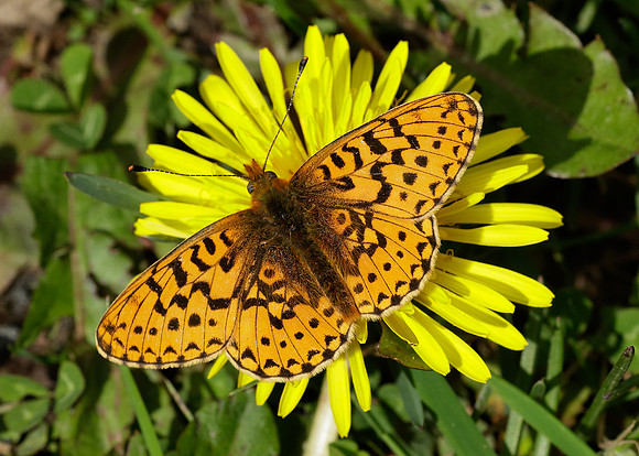 Pearl-Bordered Fritillary Boloria euphrosyne