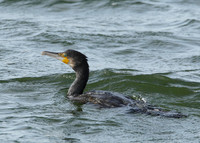 Cormorant Phalocrocorax carbo