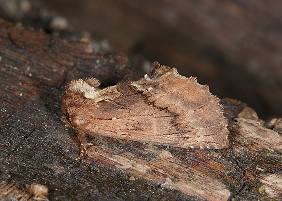 71.021 BF2008 Coxcomb Prominent Ptilodon capucina
