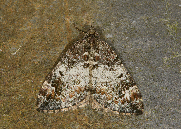 70.097 BF1764 Common Marbled Carpet Chloroclysta truncata
