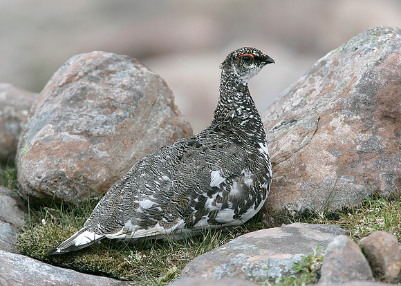 Ptarmigan Lagopus mutus