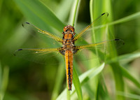 Scarce Chaser Libellula fulva