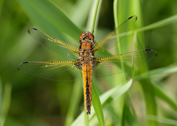 Scarce Chaser Libellula fulva