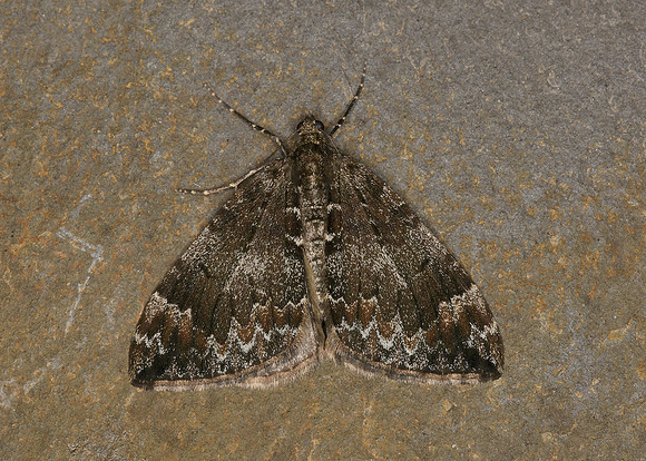 70.097 BF1764 Common Marbled Carpet Chloroclysta truncata