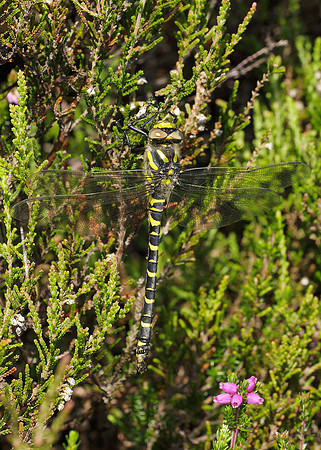 Golden-ringed Dragonfly Cordulegaster boltonii