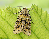 73.224 BF2247 Merveille du Jour Griposia aprilina