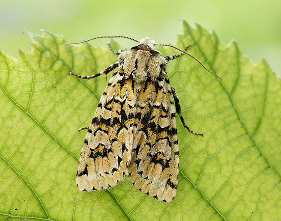 73.224 BF2247 Merveille du Jour Griposia aprilina