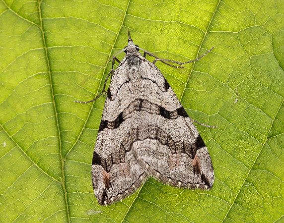 70.192 BF1867 Treble-bar Aplocera plagiata