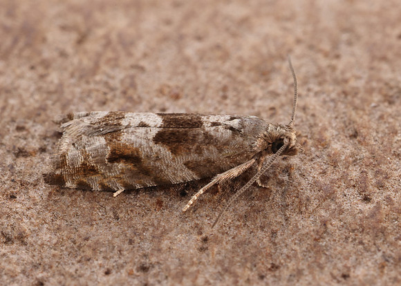 49.223 BF1159 Holly Tortrix Rhopobota naevana