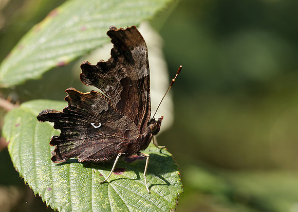 Comma Polygonia c-album