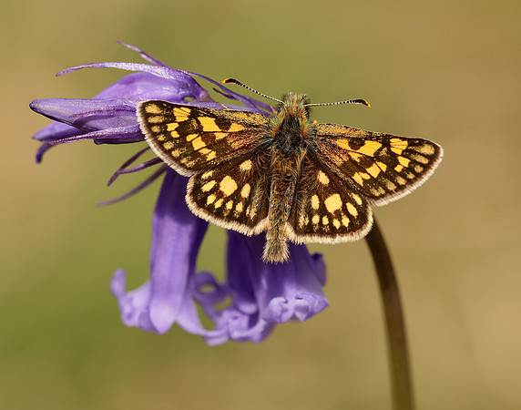 Chequered Skipper Carterocephalus palaemon